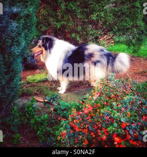 Blaue MerleRough Collie Hund stehend von Herbst Farben umgeben. Stockfoto