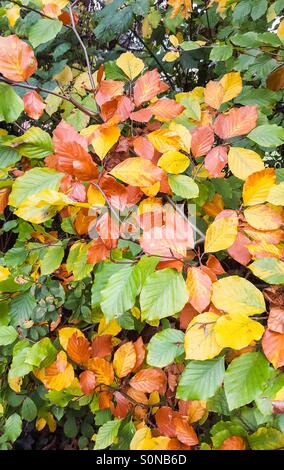 Bunte Blätter der Buche (Fagus Sylvatica) im Herbst, UK. Stockfoto