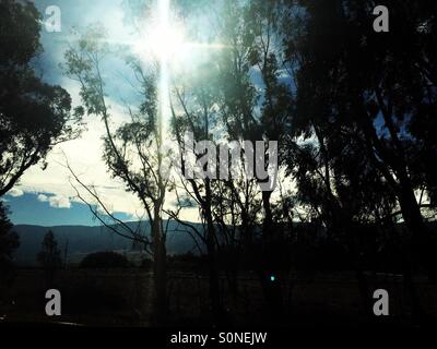 Sonne, spähen durch eine Reihe von Bäumen. Stockfoto