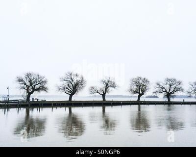 Bäume in der Schlange am See in Novembermorgen Stockfoto