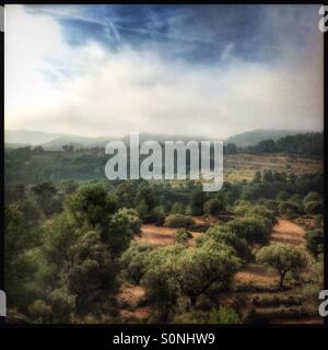 Foggy rollt über den Hügeln und in den Olivenhainen, Katalonien, Spanien. Stockfoto