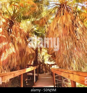 Ein Holzsteg unter Palmen in tausend Palmen, Kalifornien USA Stockfoto