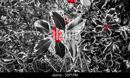Farbe tauchte bunte Stechpalme (Ilex) mit leuchtend roten Beeren Stockfoto