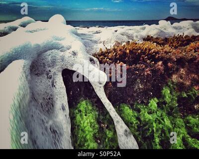 Schaum-Meerwasser Kaskadierung über Algen-Seetang Stockfoto