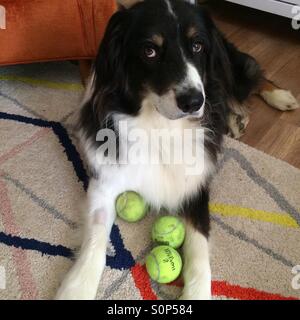 Australischer Schäferhund mit Tennisbällen Stockfoto