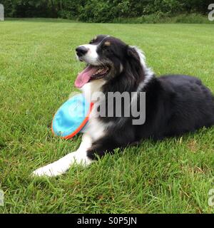 Australischer Schäferhund ruhen, während die Frisbee zu spielen Stockfoto