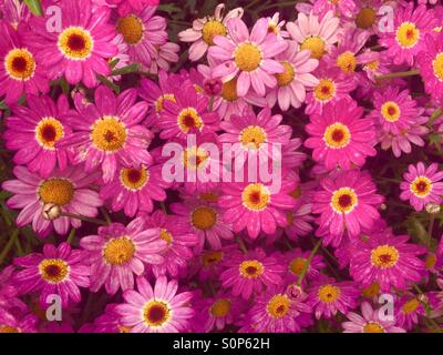 rosa Gänseblümchen Stockfoto