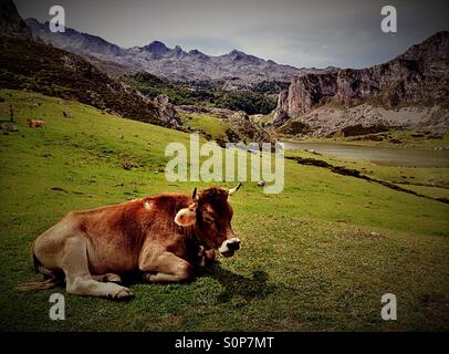 Kuh auf einer Weide bei Covadonga Seen in Picos de Europa, Asturien - Spanien Stockfoto