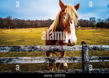 Pferd im Feld. Stockfoto