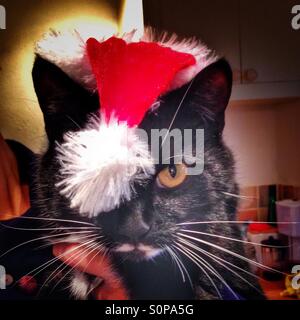 Santa Katze Stockfoto