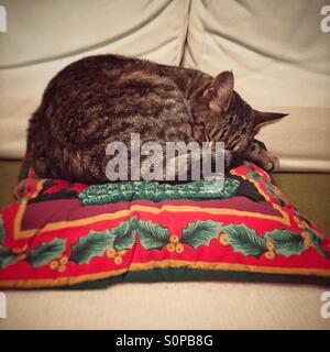 Tabby Katze zusammengerollt schläft auf Weihnachten Kissen Stockfoto