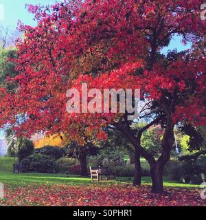 Rote Blätter Baum im Herbst mit der Bank unter dem Baum Stockfoto