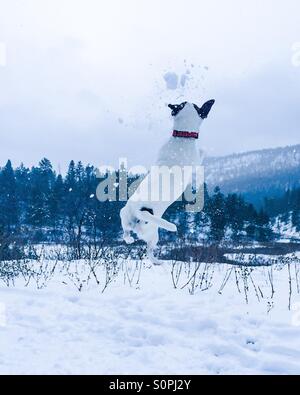 Jack Russell Terrier Hund im Schnee spielen, springen und fangen Schneebälle. Stockfoto
