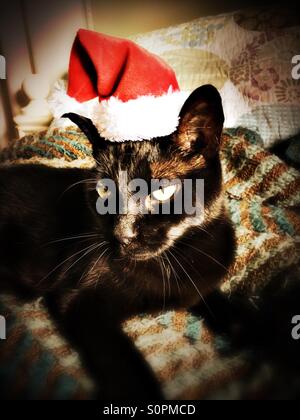 Katze mit Weihnachtsmütze Stockfoto
