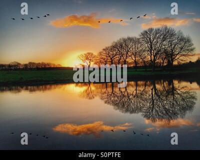 Gänse fliegen über Leeds und Liverpool Canal bei Sonnenaufgang Stockfoto