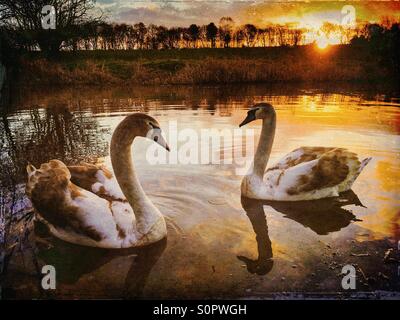 Schwäne bei Sonnenaufgang Stockfoto