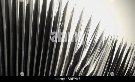 Schwarz / weiß Bildrand der Palme Blätter Stockfoto