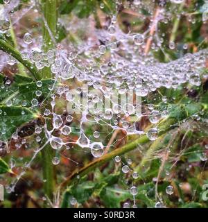 Wassertröpfchen sammeln auf ein Spinnennetz nach einigen leichten Regen. Stockfoto