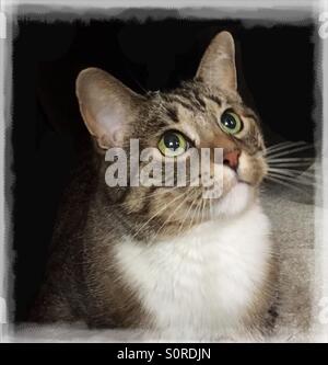 Inländische Tabby Katze mit großen grünen Augen Stockfoto