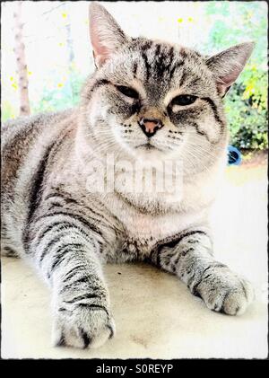 Eine weibliche inländische tabby Katze auf einem Tisch im Freien. Stockfoto