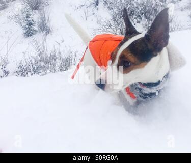Hund im Schnee. Jack Russell Terrier mit einer hellen orange Jacke, stehend im Freien in den frischen Schnee suchen seitwärts. Stockfoto