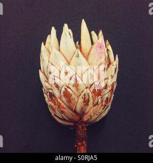 Das Protea Blume Stockfoto