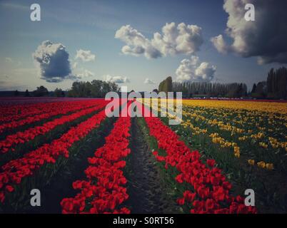 Reihen von roten und gelben Tulpen in Mount Vernon, WA, während Tulip Festival Stockfoto