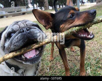 Zwei Hunde Teilen einem Stock Stockfoto