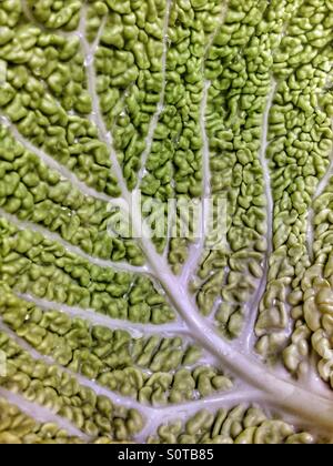 Savoy Cabbage Blatt detail Stockfoto