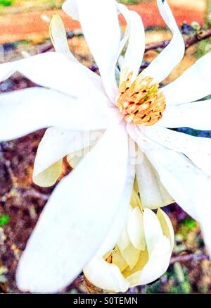 Stern-Magnolie-Blume in voller Blüte. Stockfoto