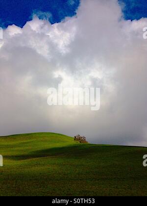 Einzelne Eiche auf sanften, grünen Hügeln mit geschwollenen Wolken overhead Stockfoto