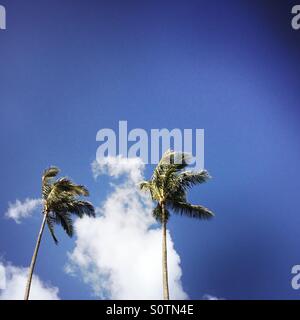 Kokosnuss-Palmen im Wind wehen.  Hanalei, Kauai, Hawaii, Vereinigte Staaten. Stockfoto