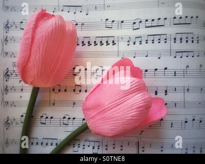 Rosa Tulpen zu den Noten Stockfoto