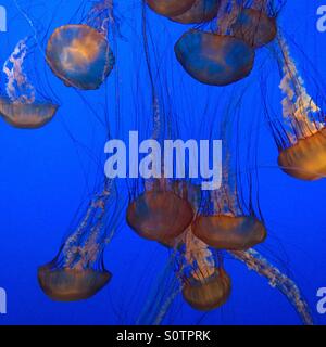 Quallen. Monterey Bay Aquarium Stockfoto