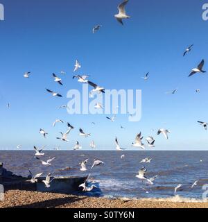 Eine Herde von Möwen am Meer in Herne Bay, Kent, Großbritannien gegen einen strahlend blauen Himmel abheben. Stockfoto