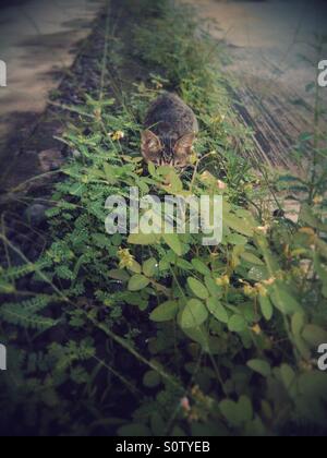 Süße Katze spielen Hide and Seek Stockfoto