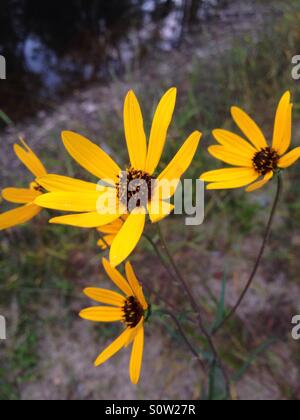 Gänseblümchen im Feld. Stockfoto