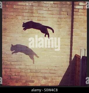 Schwarze Katze springt und wirft seinen Schatten auf eine Mauer Stockfoto