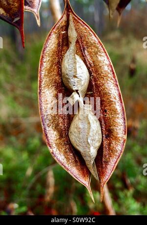 Bagpod Seed Pod close-up, Sesbania vesicaria Stockfoto