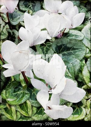 Weiße Alpenveilchen-Blüten mit Regentropfen auf die Blütenblätter. Stockfoto