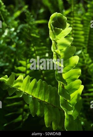 Schwert Farne in beleuchtet am Nachmittag Sonne, Nephrolepis exaltata Stockfoto