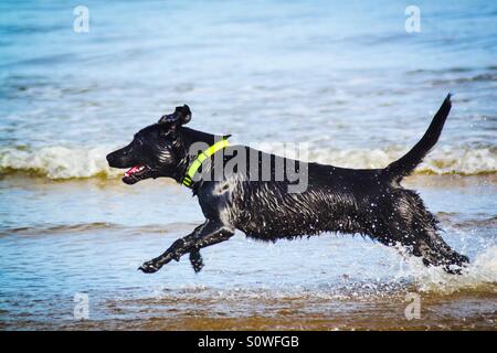 Schwarze Labrador Hund läuft durch die Wellen im Ozean Stockfoto