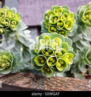 Neue Knospen im Frühling, sah aus wie ein Blumenstrauß Stockfoto