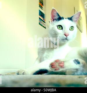 Black And White Cat wegschauen Stockfoto
