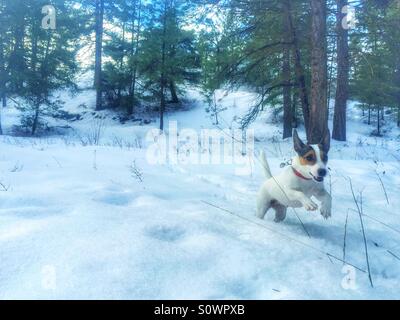Hund Spaß im Schnee im Wald laufen. Stockfoto