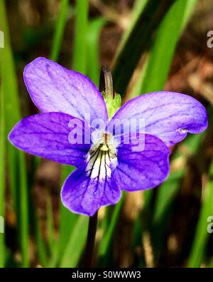 Wild Blue Violet auf grünem Hintergrund, Viola sororia Stockfoto