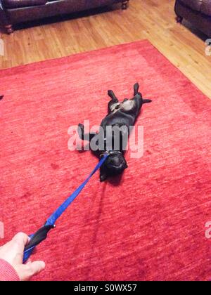 Nur ungern Hund liegt auf seinem Rücken, anstatt für einen Spaziergang Stockfoto