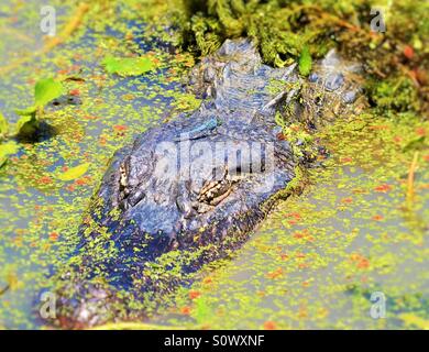 Eine Libelle und ihr Drache. Stockfoto