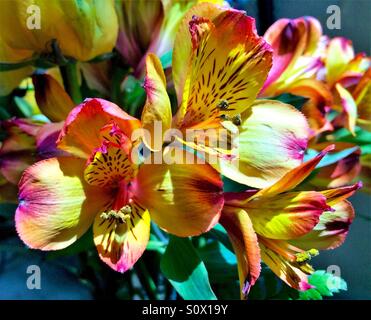 Peruanischen Lilien in Nahaufnahme, Alstroemeria Stockfoto