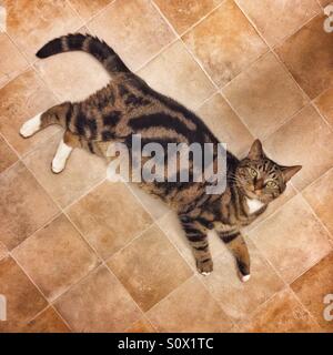 Tabby Katze Handauflegen Küchenboden. Stockfoto